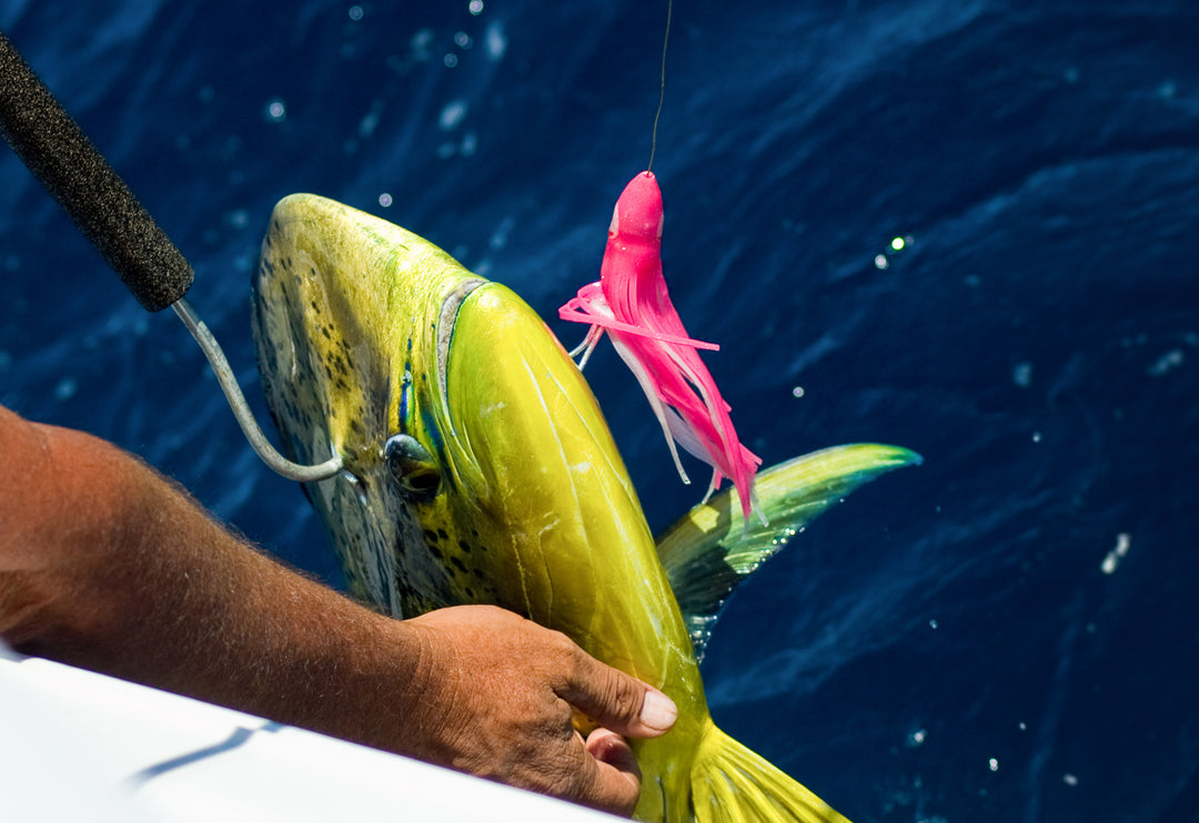 How To Catch Mahi Mahi (Dorado, Dolphinfish) - Tips & Techniques