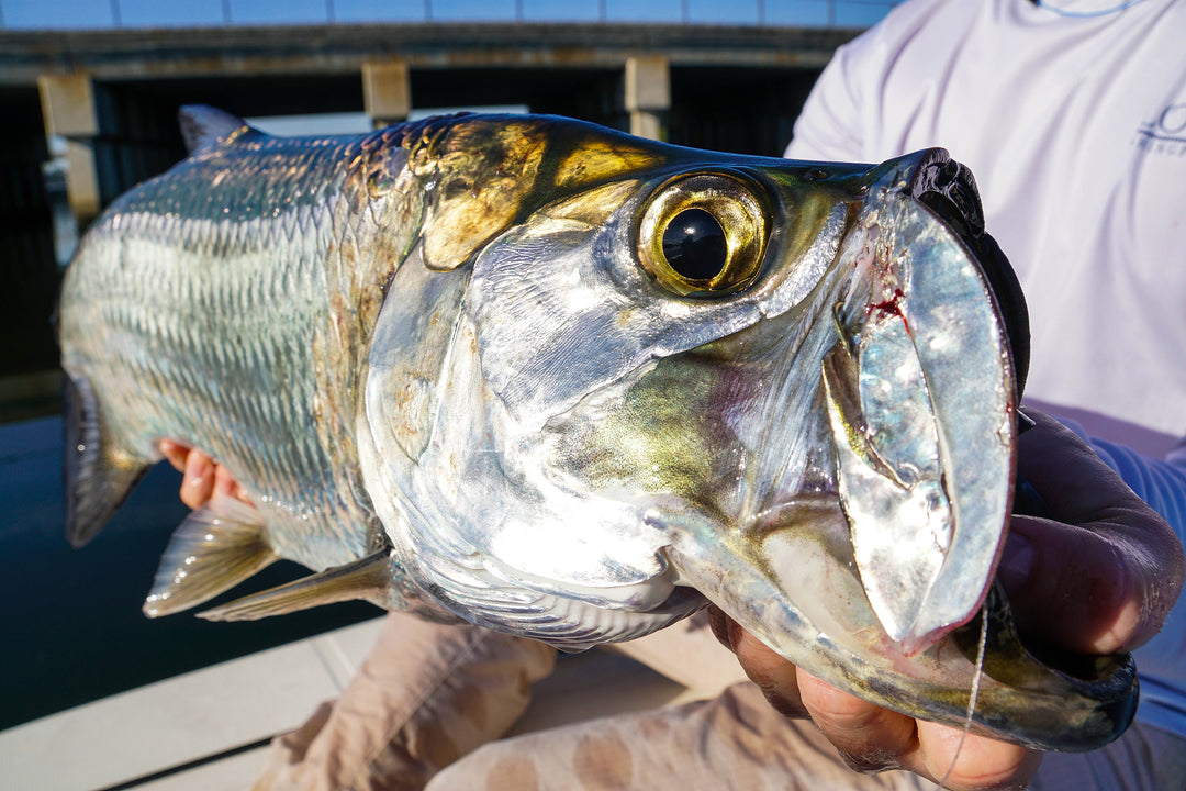 Guerrilla Tarpon Fishing Florida's West Coast
