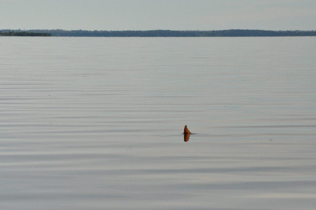 How To Catch BIG Tailing Redfish