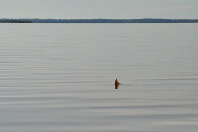 How To Catch BIG Tailing Redfish