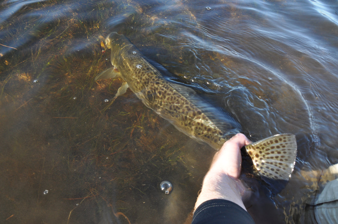How to Catch Spotted [Speckled] Sea Trout - Trout Fishing Tips & Techniques