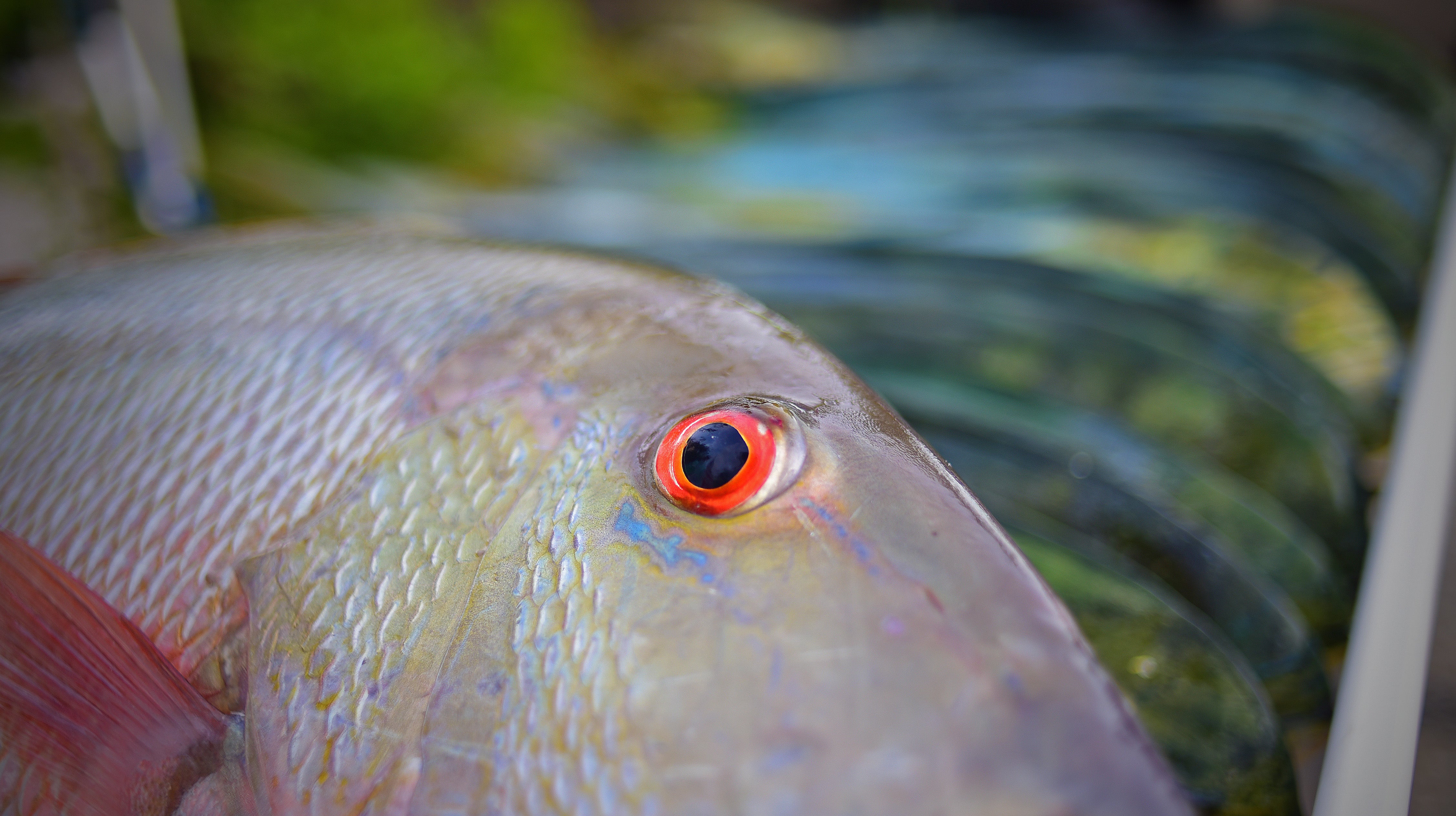 Guide Story - Capt. Jason Gabriel – Florida Fishing Products