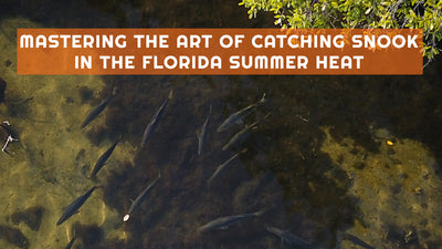 Summer Snook Fishing Ultimate Guide