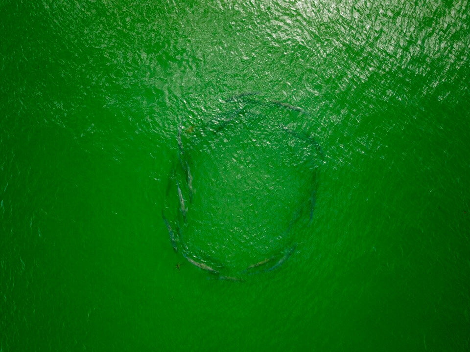 EPIC Drone Footage of Tarpon [VIDEO]