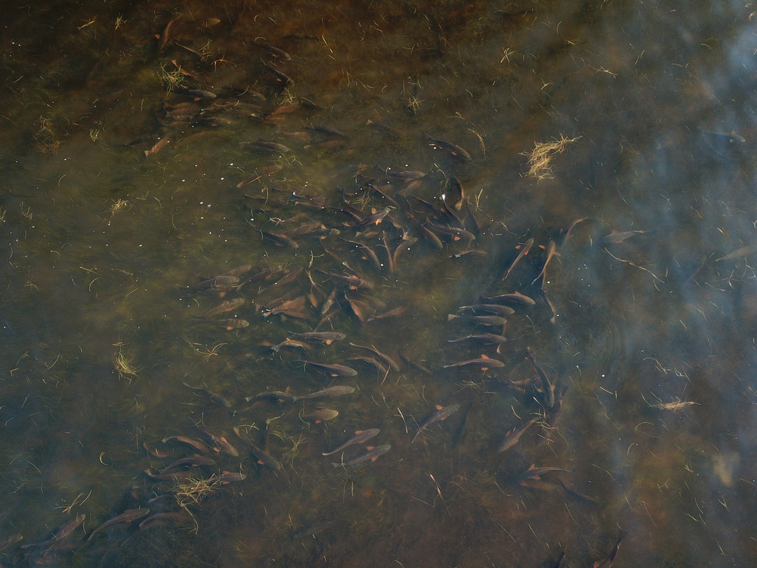 EPIC Redfish School Drone Footage