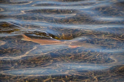 Tailing Redfish Caught On an Osprey 2500