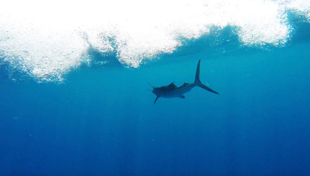 Sailfish - High Risk, High Reward - Miami, FL
