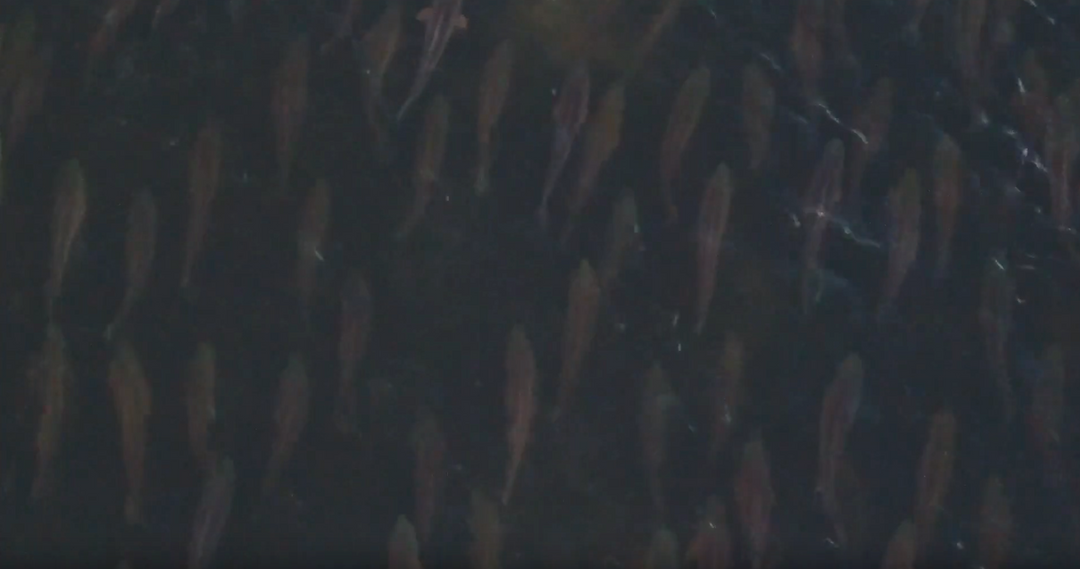 Drone Footage of Redfish Cruising The Flats
