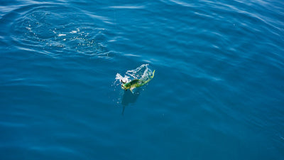 Grouper Grabbin' & Gulf Mahi w/ The FFP Osprey